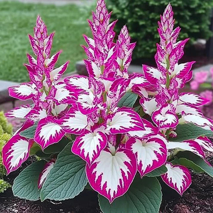 Grow Beautiful Hosta Plants Easily At Home 🌿