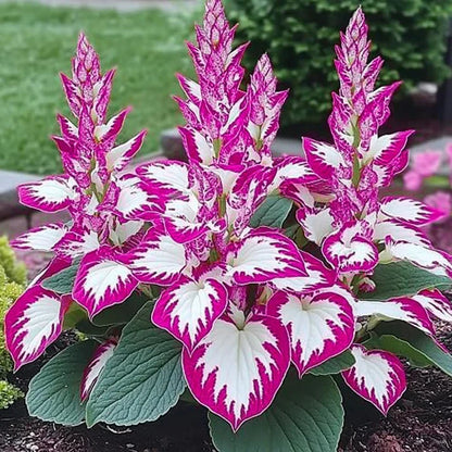 Grow Beautiful Hosta Plants Easily At Home 🌿
