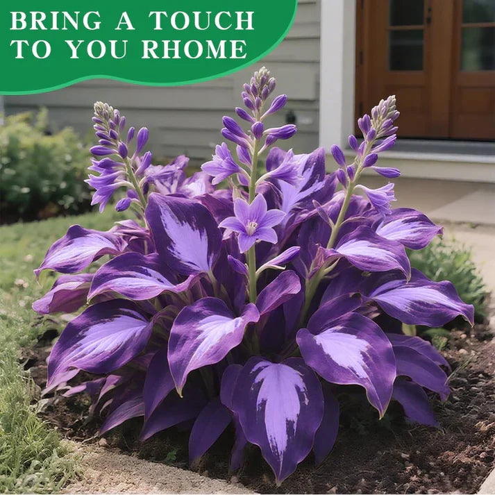 Grow Beautiful Hosta Plants Easily At Home 🌿