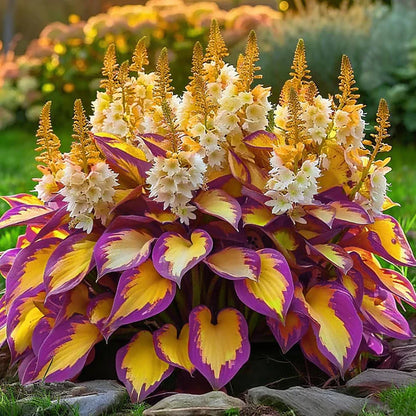Grow Beautiful Hosta Plants Easily At Home 🌿